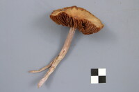 Cortinarius collinitus image